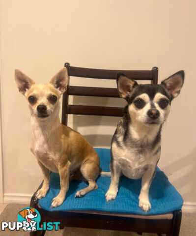 4 Purebred Chihuahua puppies