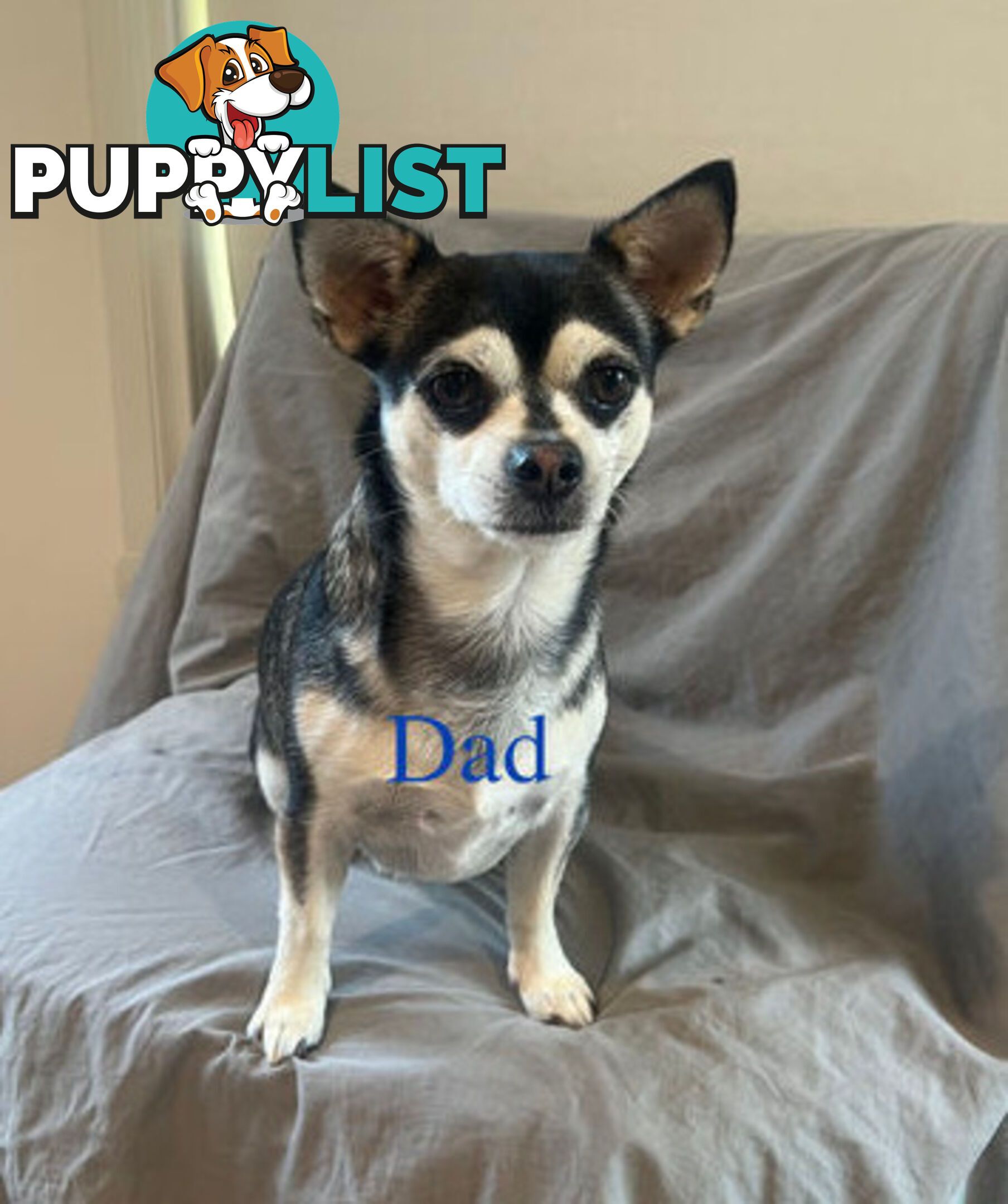 4 Purebred Chihuahua puppies