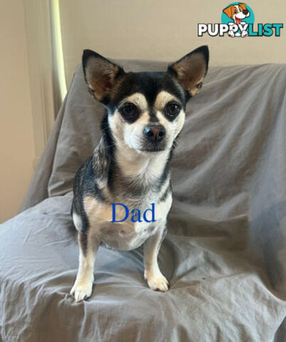 4 Purebred Chihuahua puppies