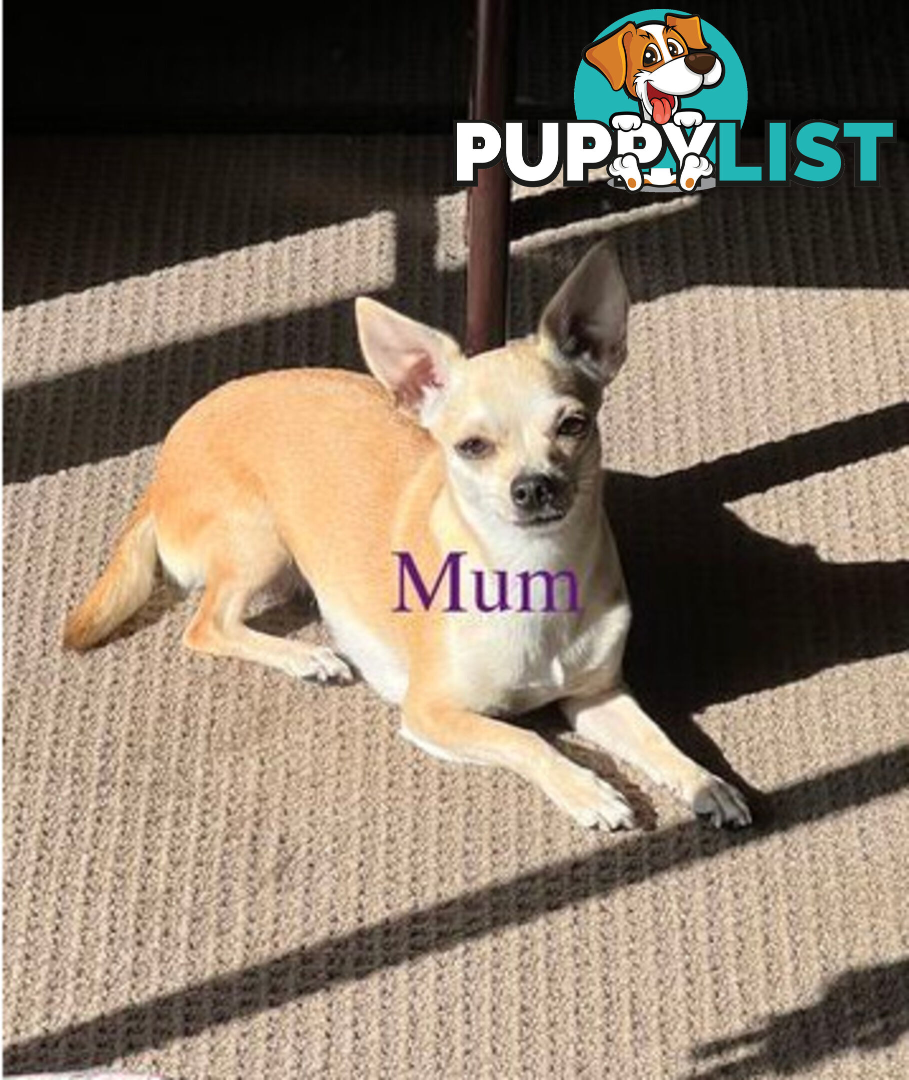 4 Purebred Chihuahua puppies