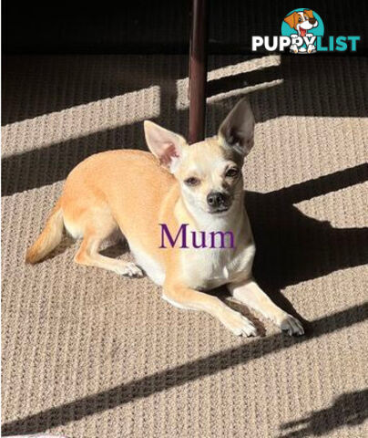 4 Purebred Chihuahua puppies