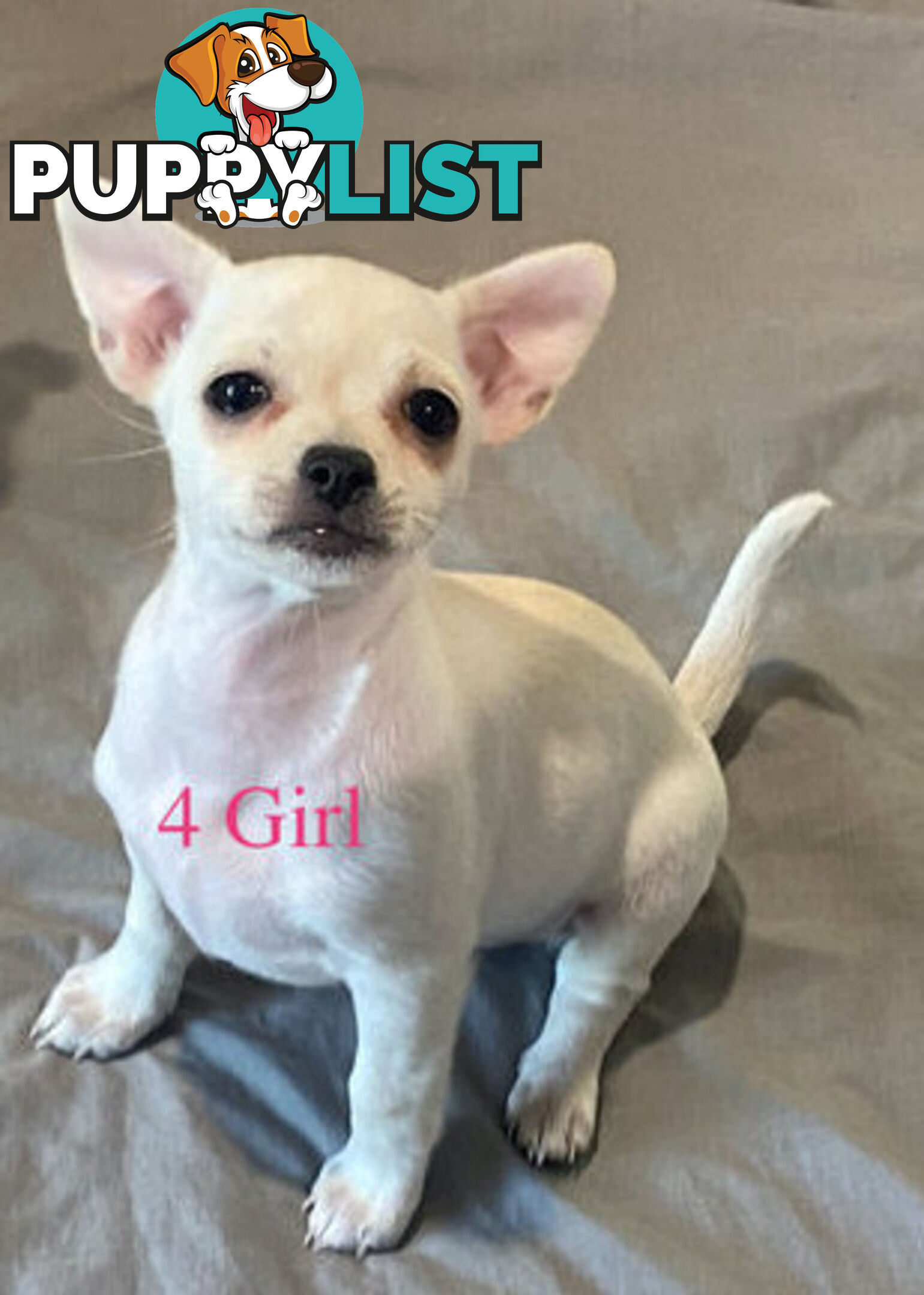 4 Purebred Chihuahua puppies