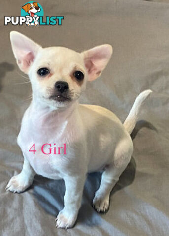 4 Purebred Chihuahua puppies