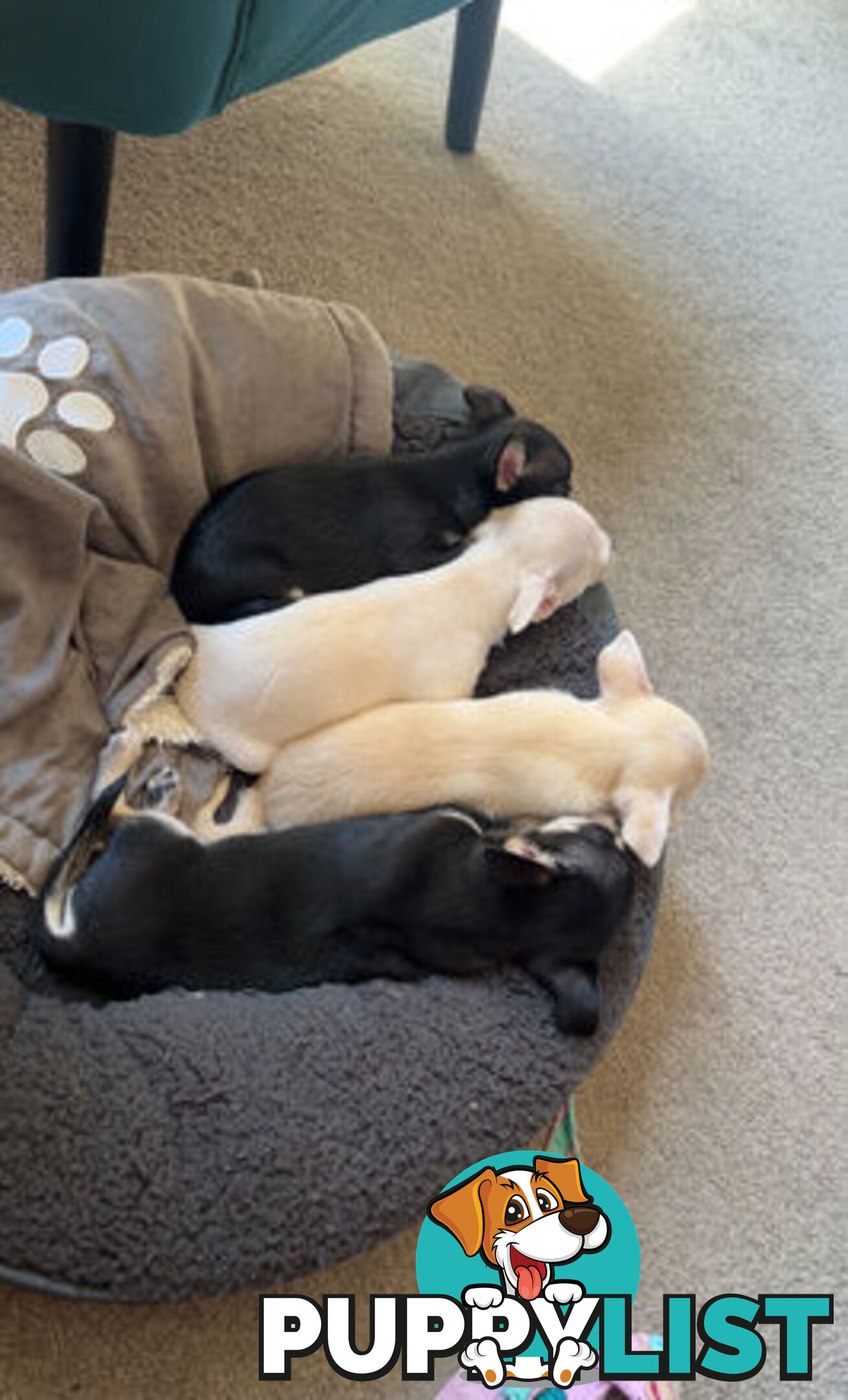 4 Purebred Chihuahua puppies