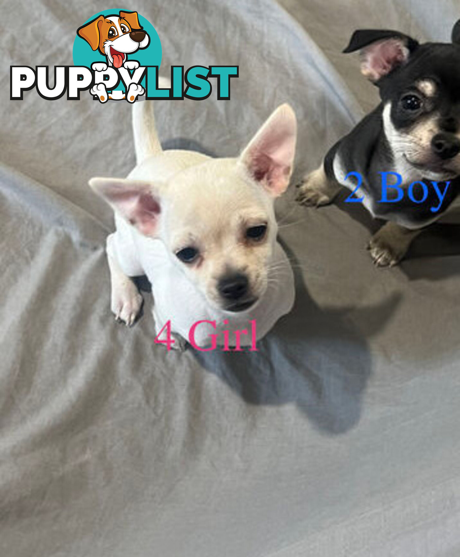 4 Purebred Chihuahua puppies