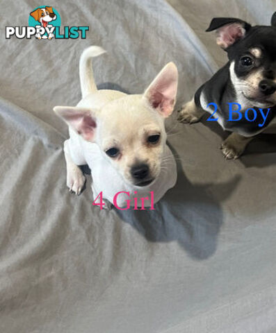 4 Purebred Chihuahua puppies