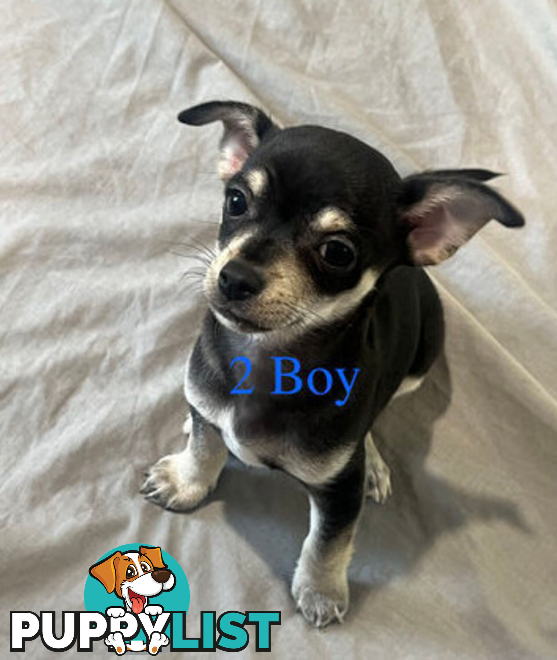 4 Purebred Chihuahua puppies