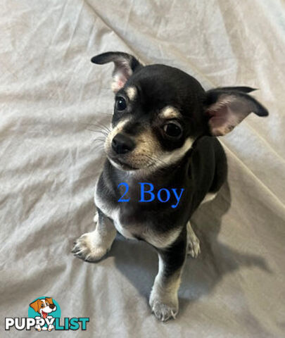 4 Purebred Chihuahua puppies