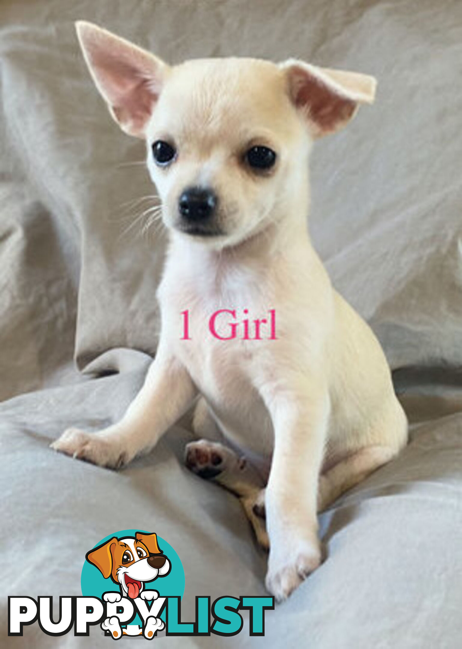 4 Purebred Chihuahua puppies