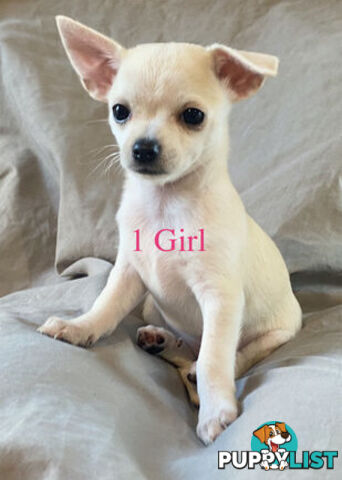 4 Purebred Chihuahua puppies