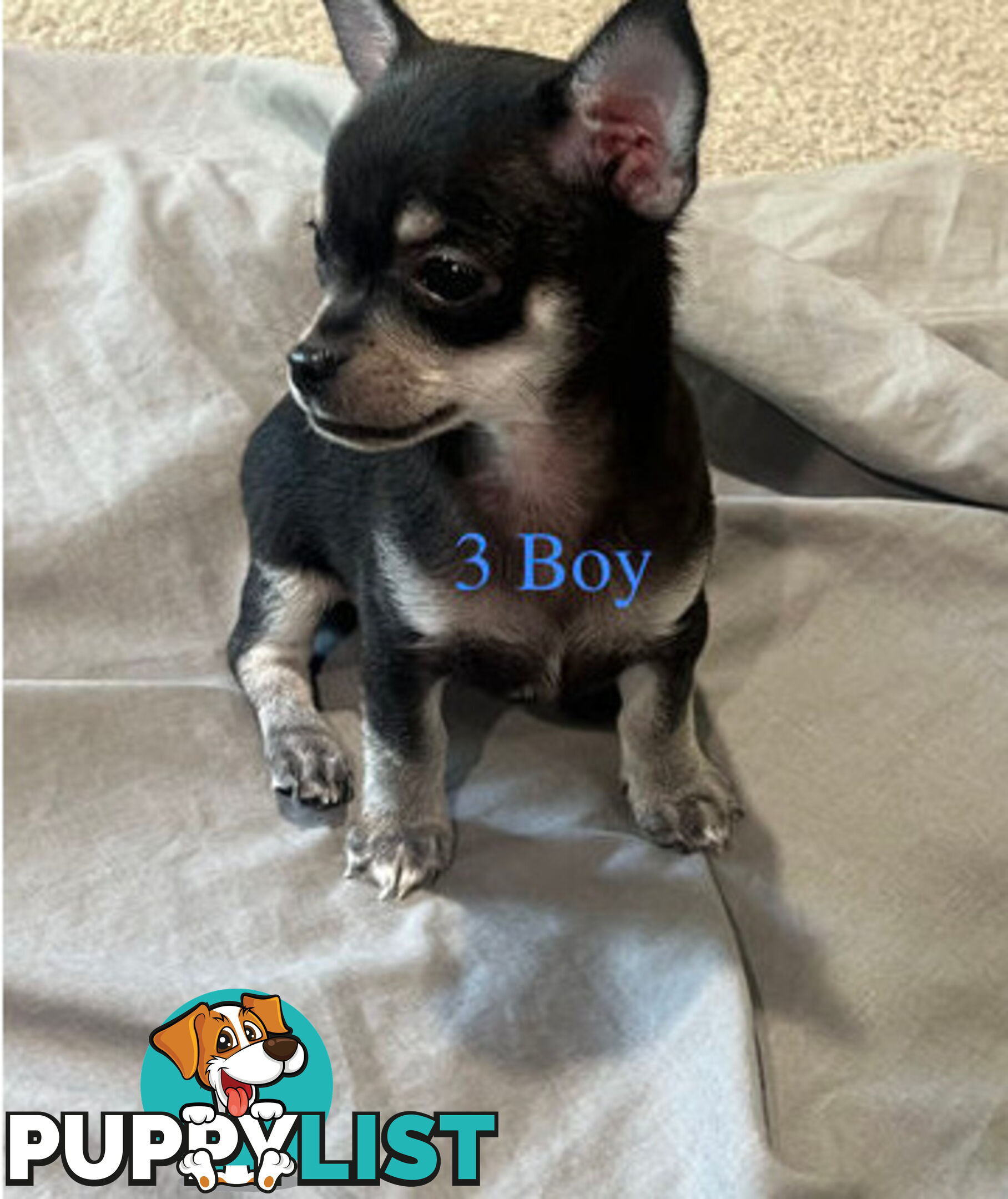 4 Purebred Chihuahua puppies