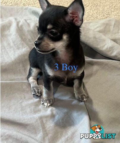 4 Purebred Chihuahua puppies