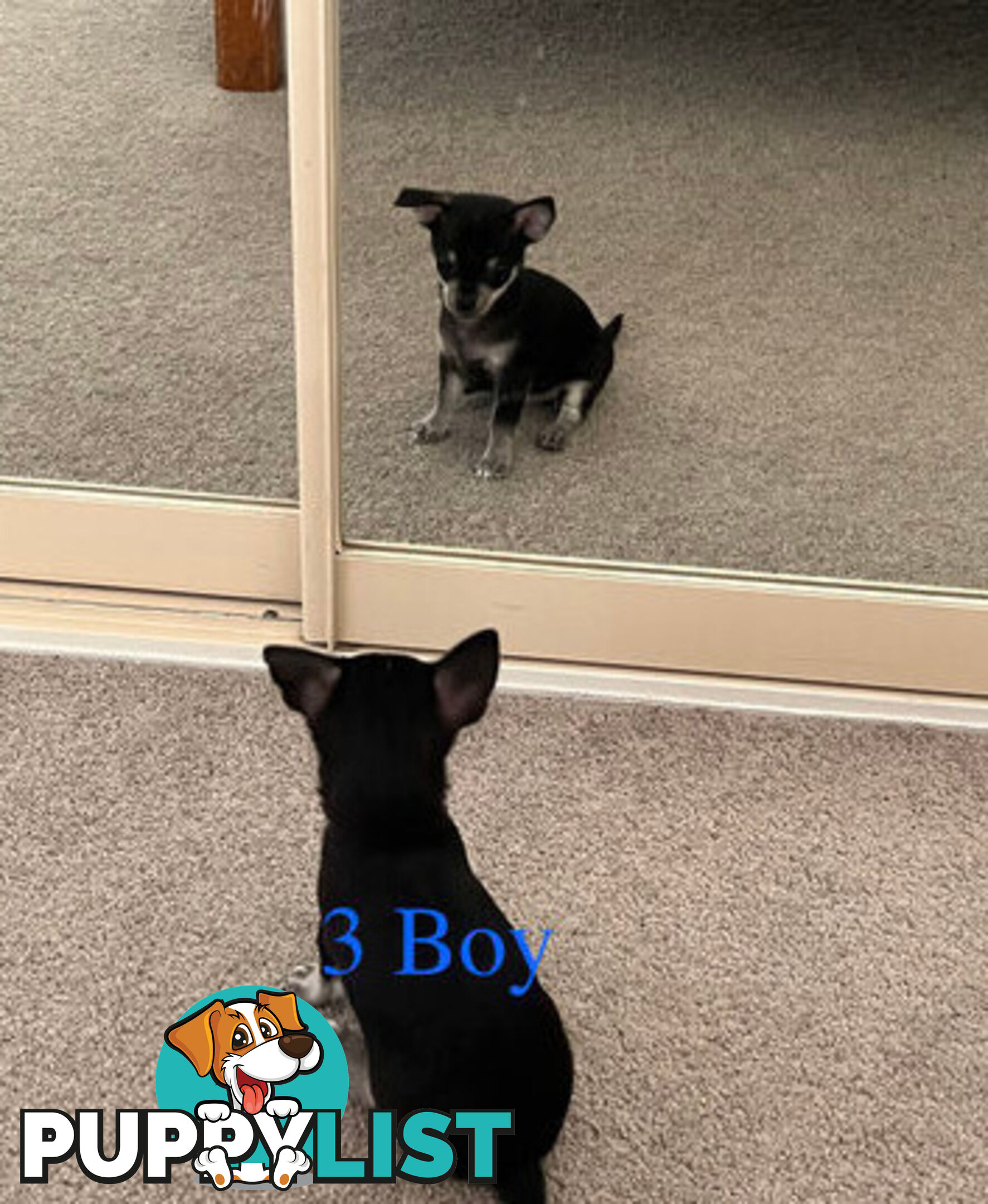 4 Purebred Chihuahua puppies