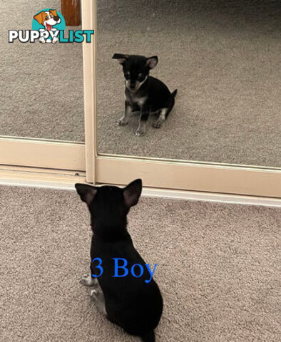4 Purebred Chihuahua puppies