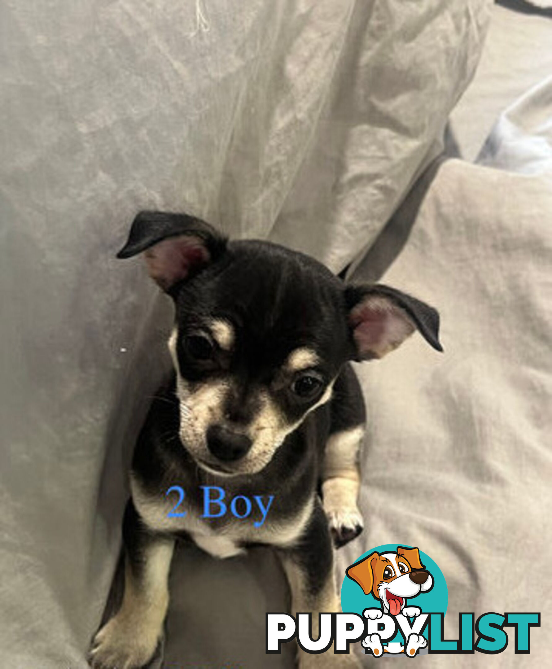 4 Purebred Chihuahua puppies