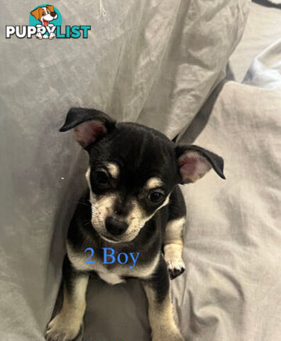 4 Purebred Chihuahua puppies