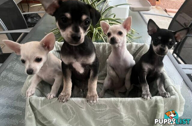 4 Purebred Chihuahua puppies