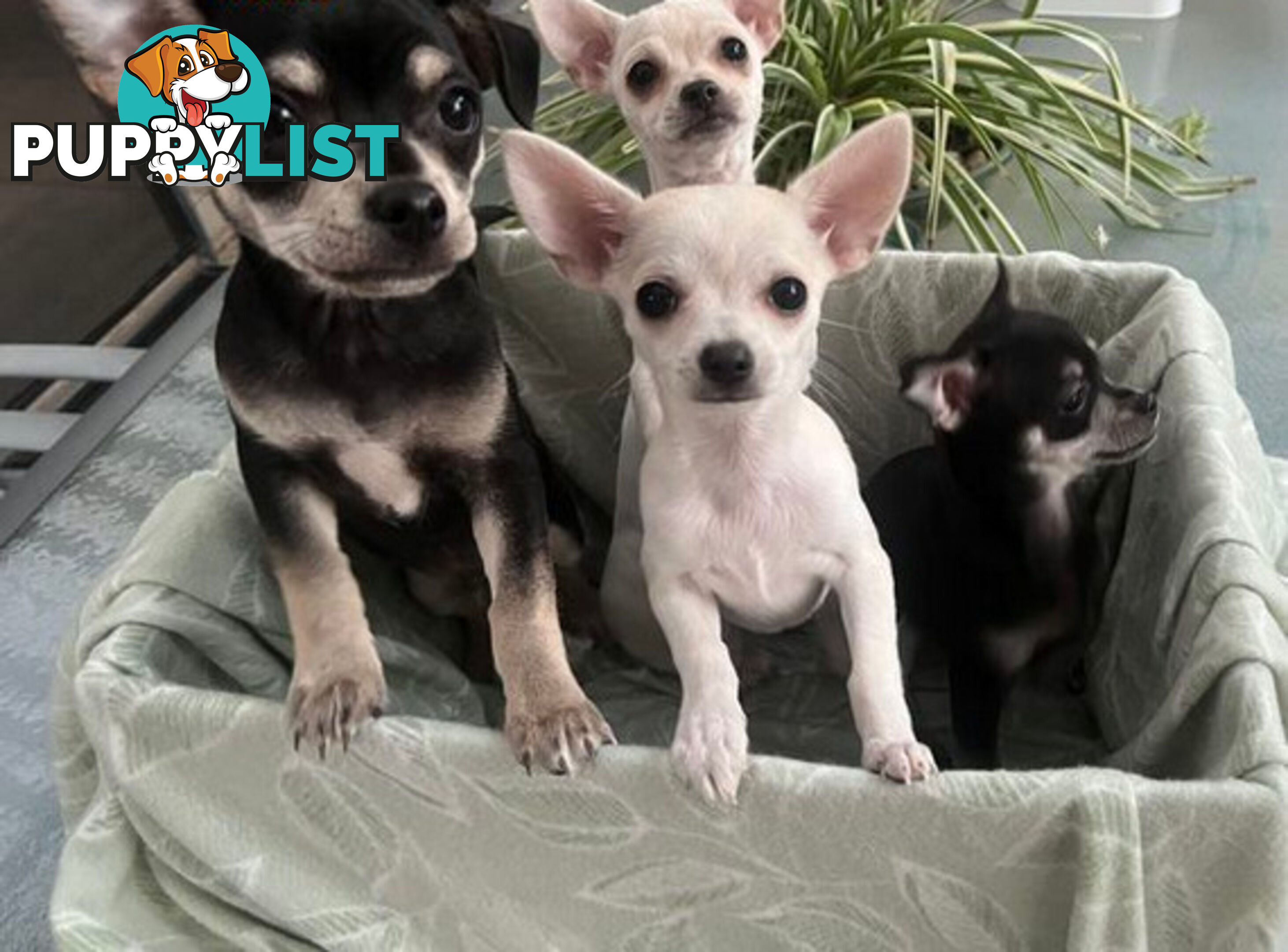 4 Purebred Chihuahua puppies