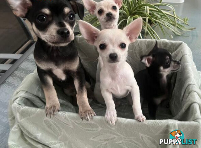 4 Purebred Chihuahua puppies