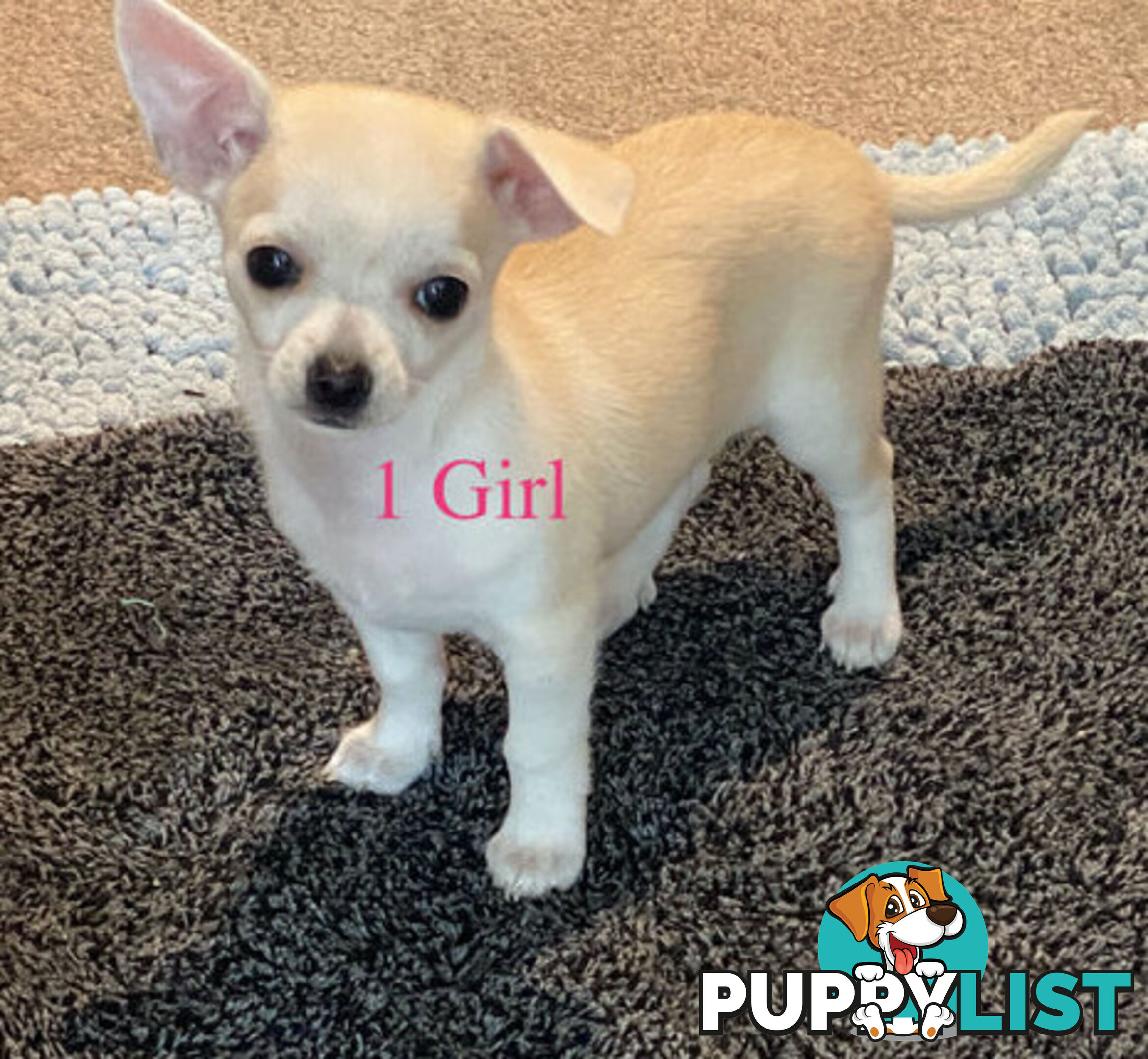 4 Purebred Chihuahua puppies