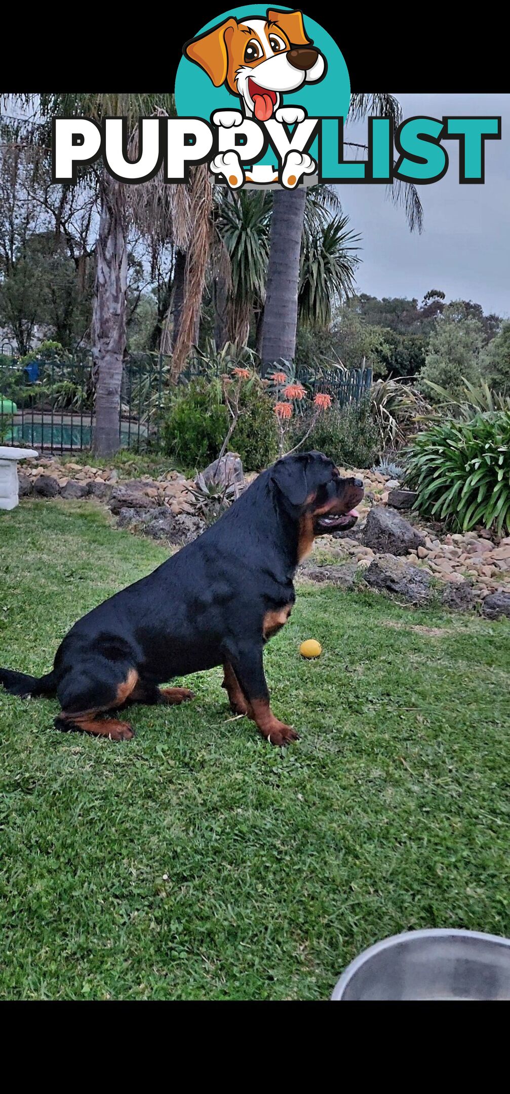 Rottweiler Stud Service