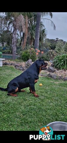 Rottweiler Stud Service