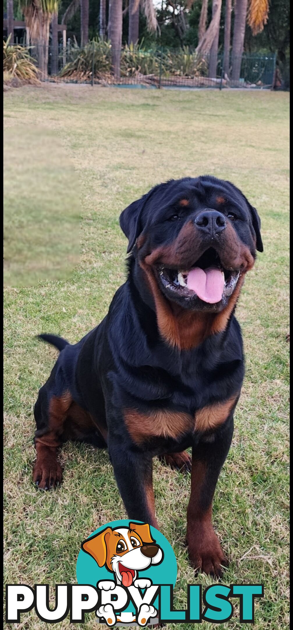 Rottweiler Stud Service