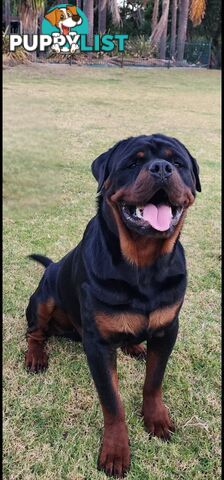 Rottweiler Stud Service