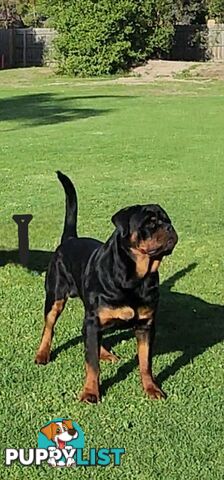 Rottweiler Stud Service