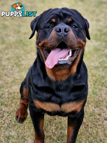 Rottweiler Stud Service