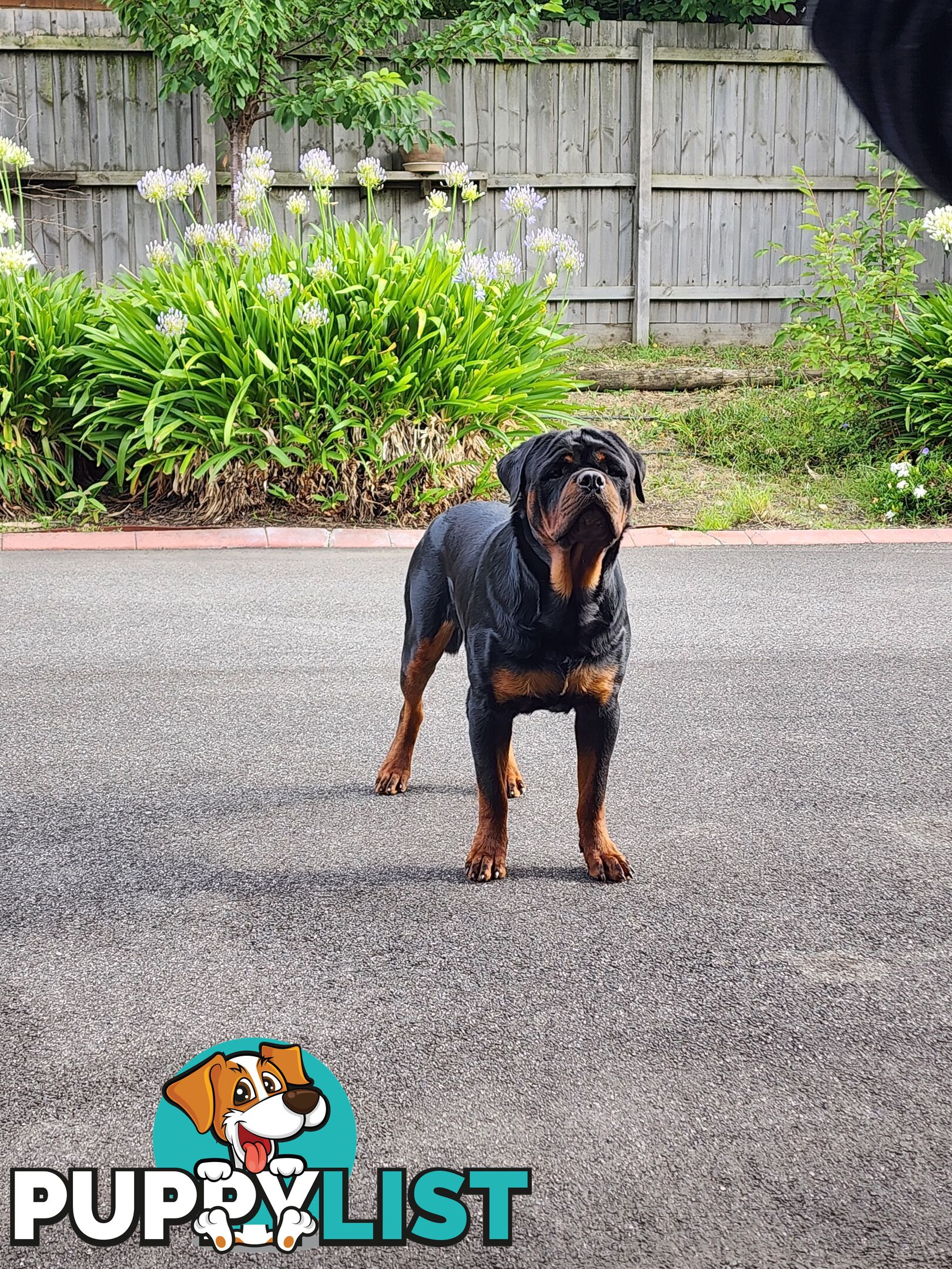 Rottweiler Stud Service