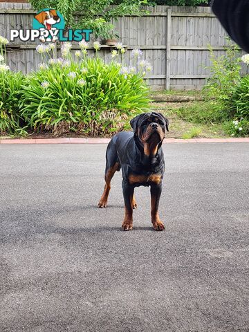 Rottweiler Stud Service