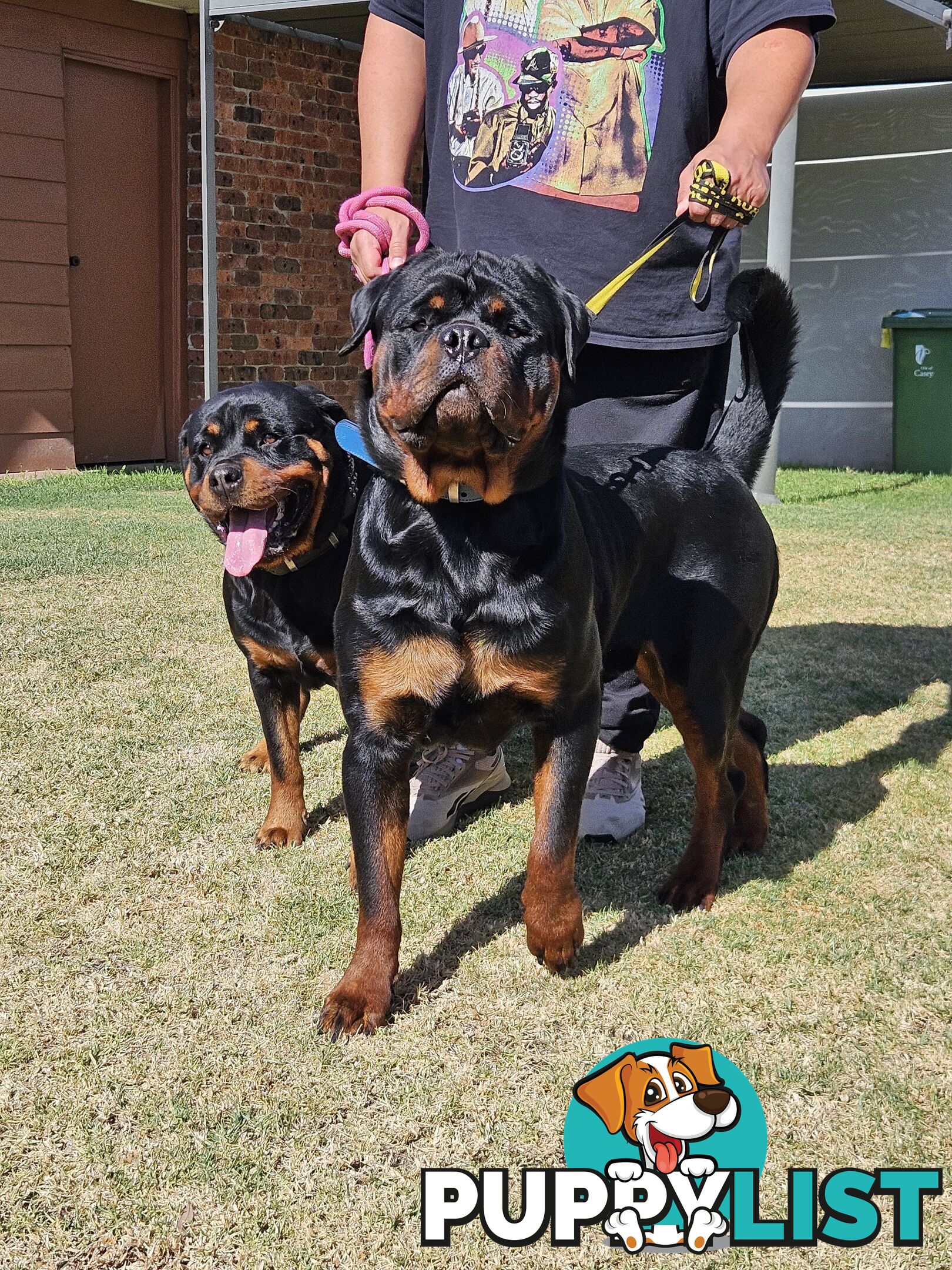 Rottweiler Stud Service