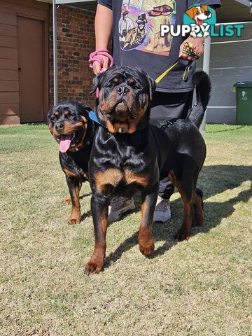 Rottweiler Stud Service