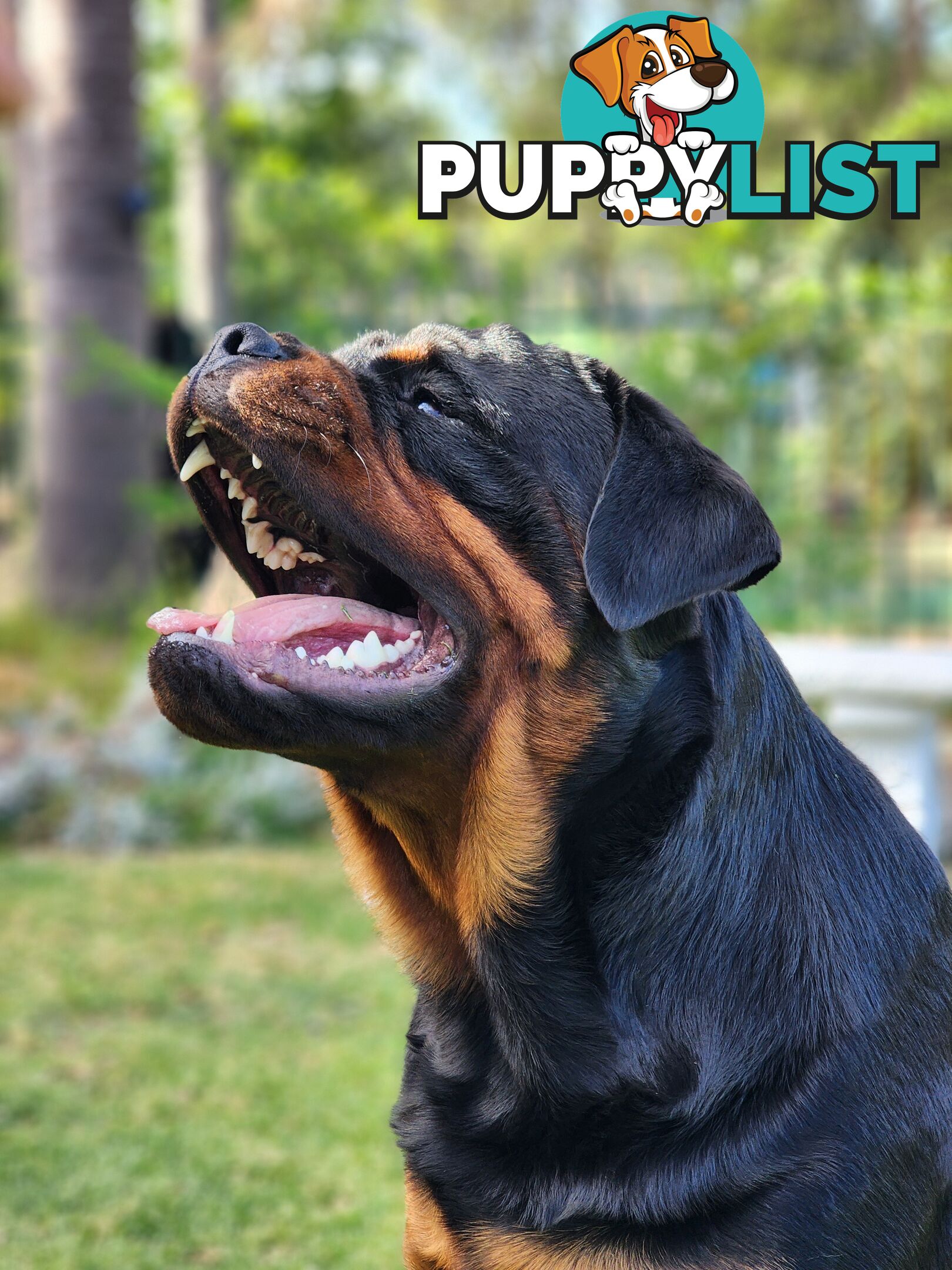 Pedigree Rottweiler Stud Service