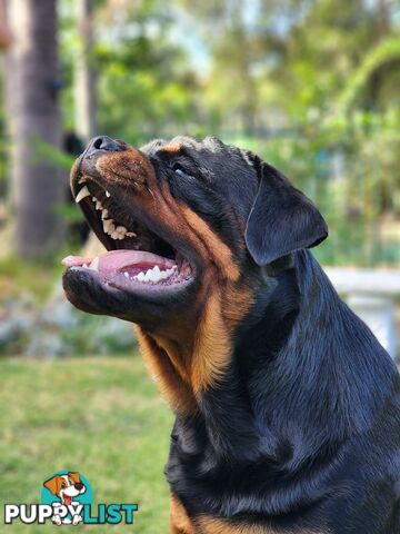 Pedigree Rottweiler Stud Service