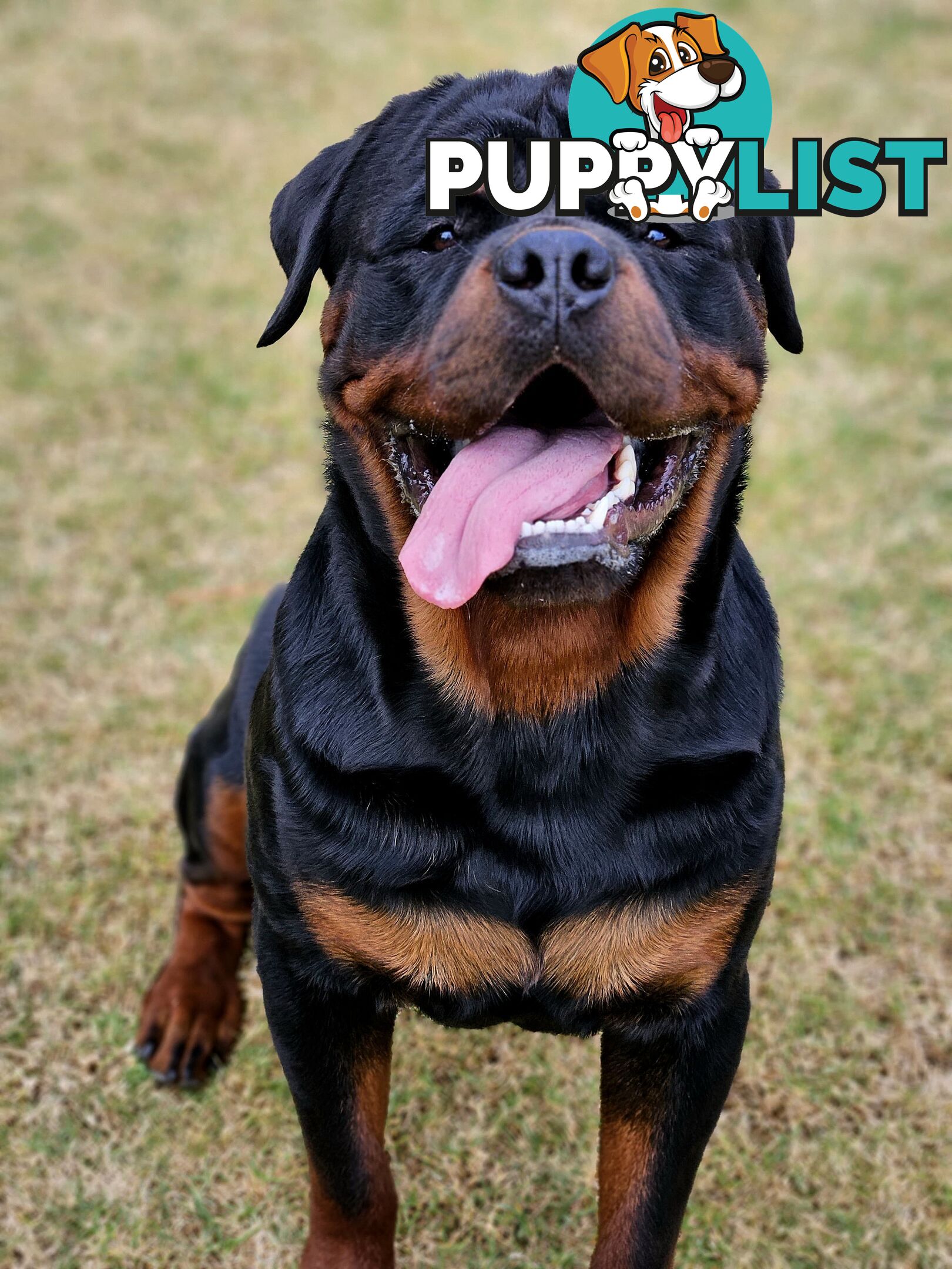 Pedigree Rottweiler Stud Service