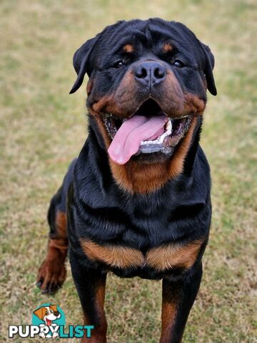 Pedigree Rottweiler Stud Service