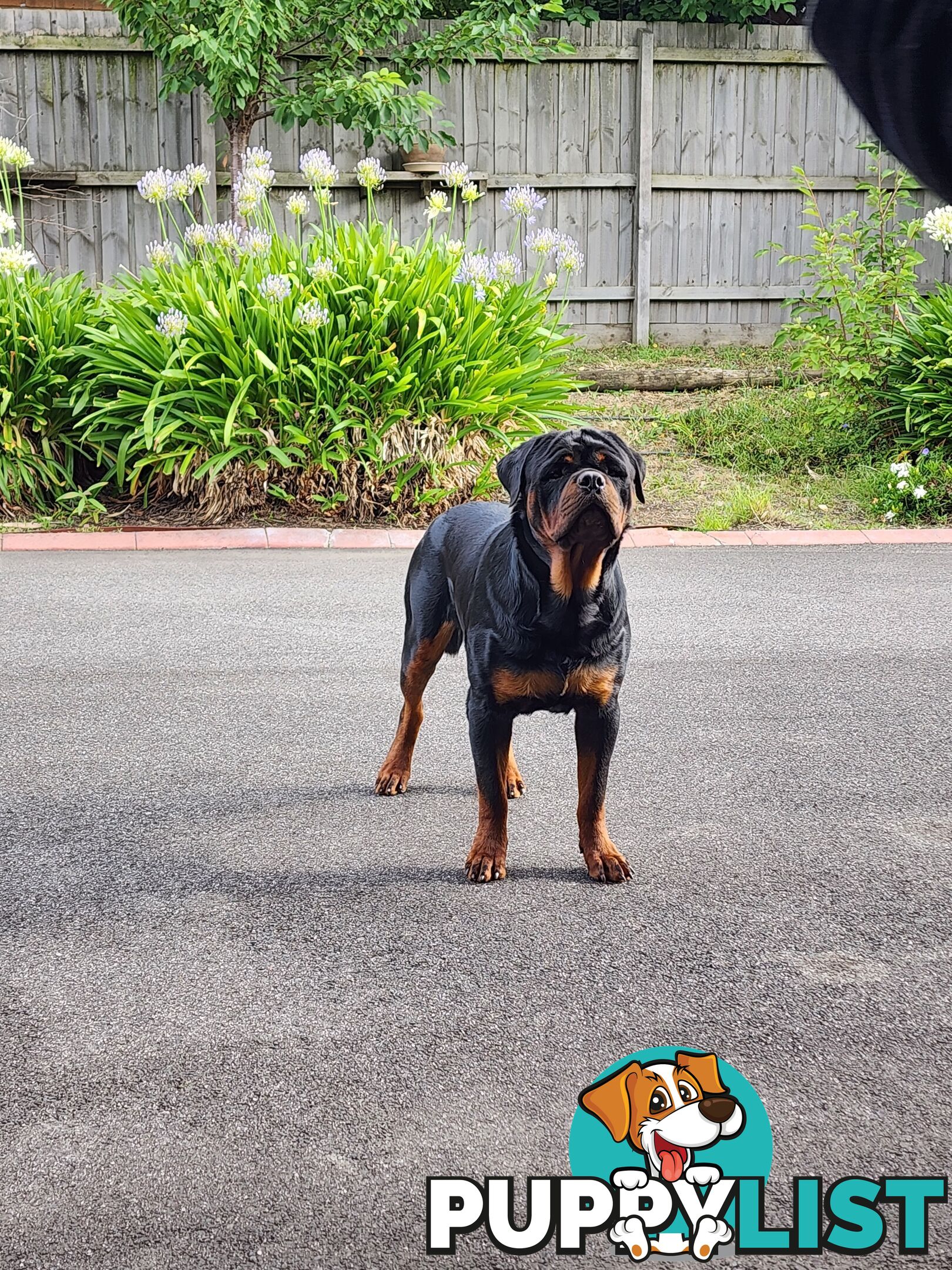 Pedigree Rottweiler Stud Service