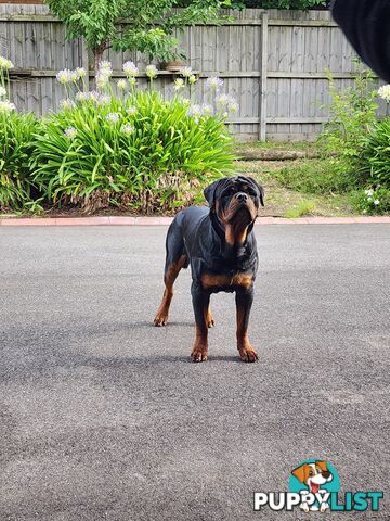 Pedigree Rottweiler Stud Service