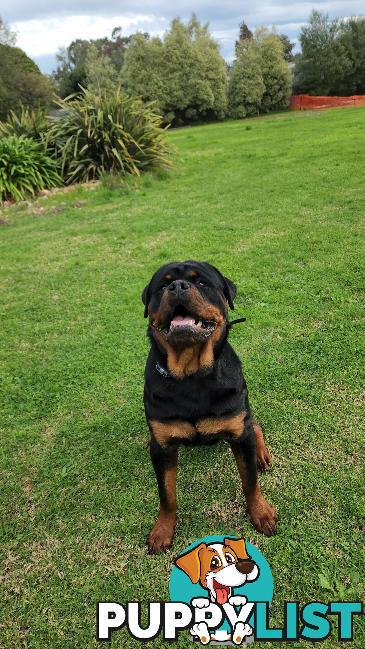 Pedigree Rottweiler Stud Service