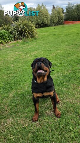 Pedigree Rottweiler Stud Service