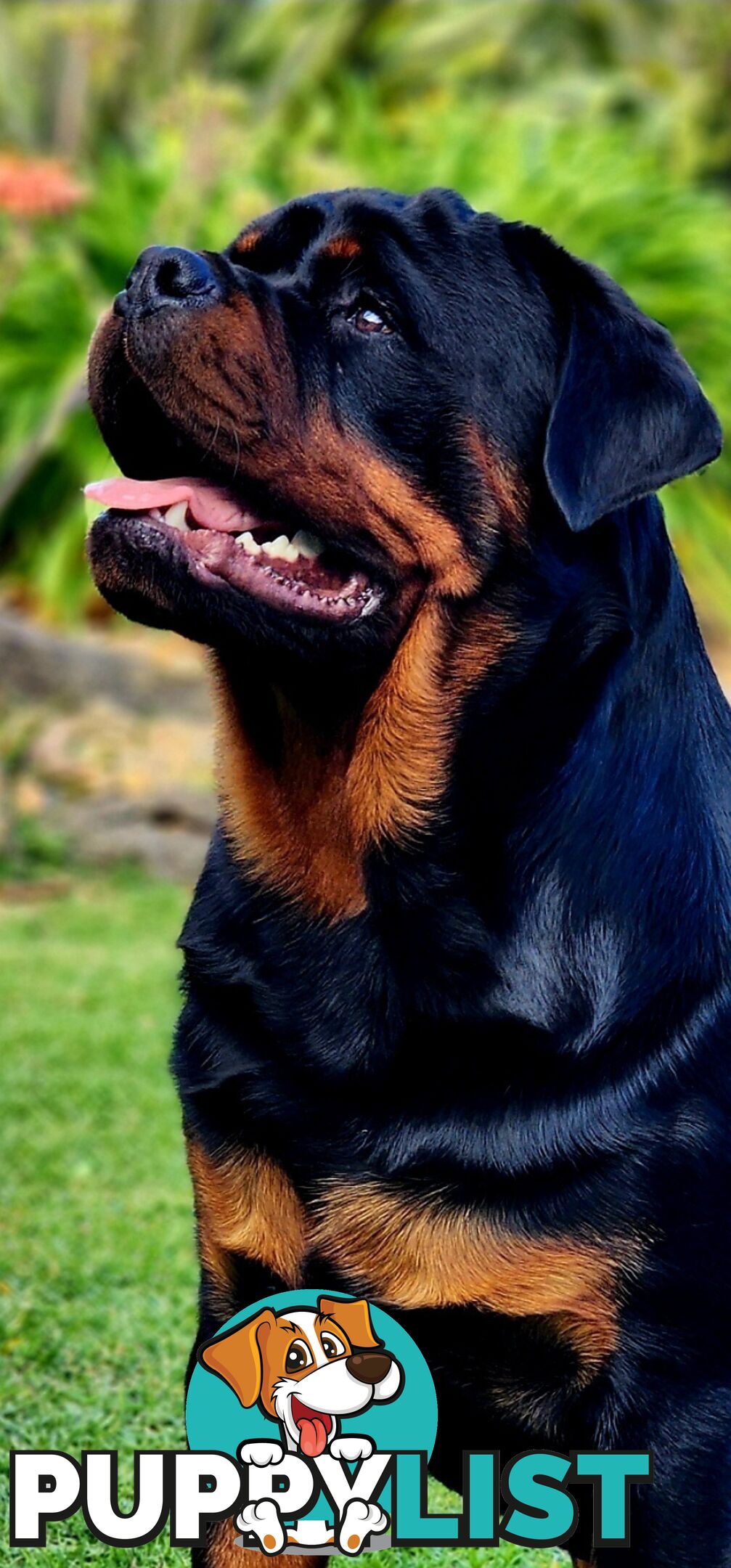 Pedigree Rottweiler Stud Service