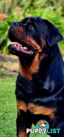 Pedigree Rottweiler Stud Service