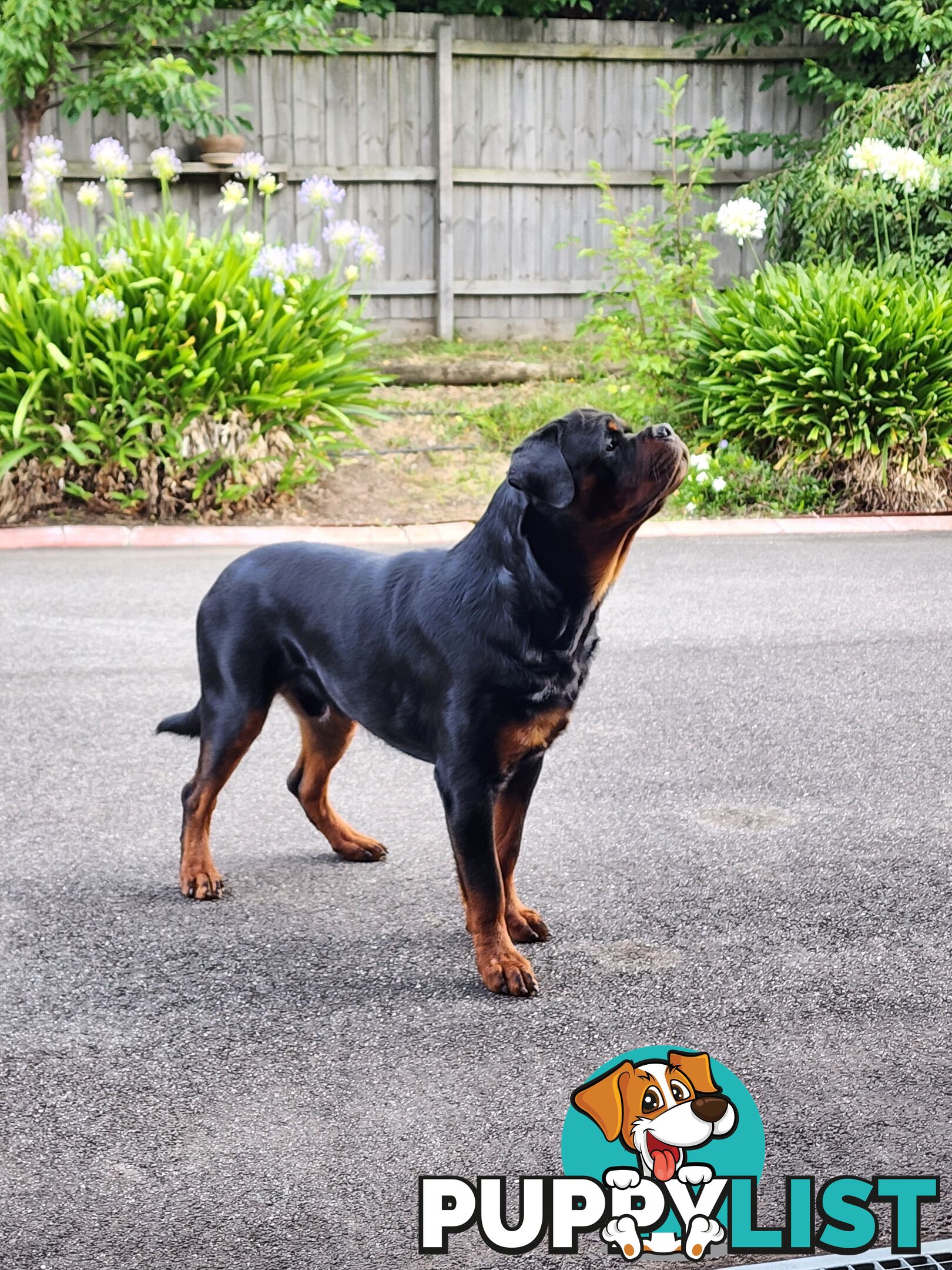 Pedigree Rottweiler Stud Service