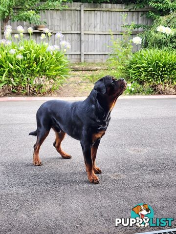 Pedigree Rottweiler Stud Service