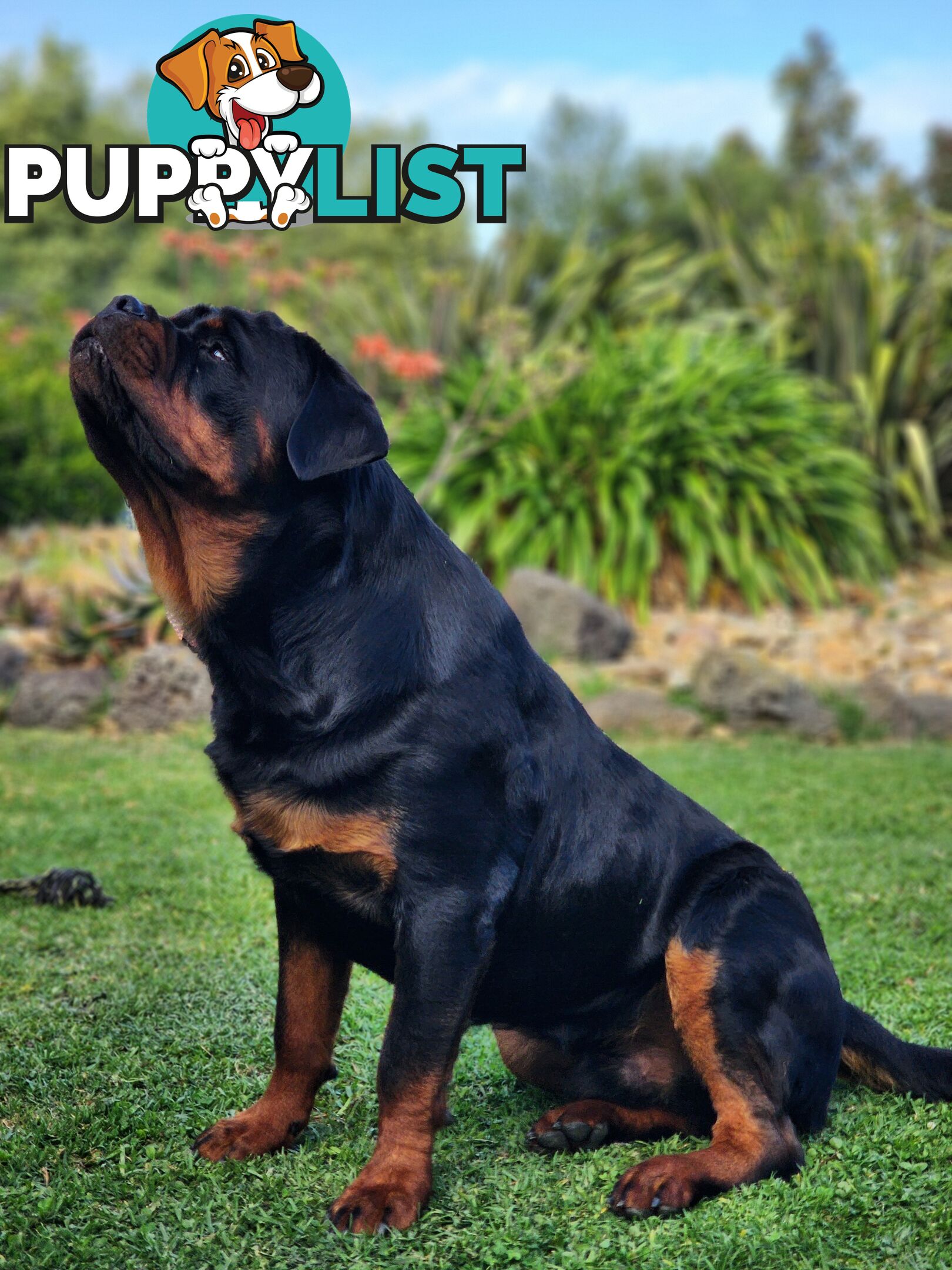 Pedigree Rottweiler Stud Service