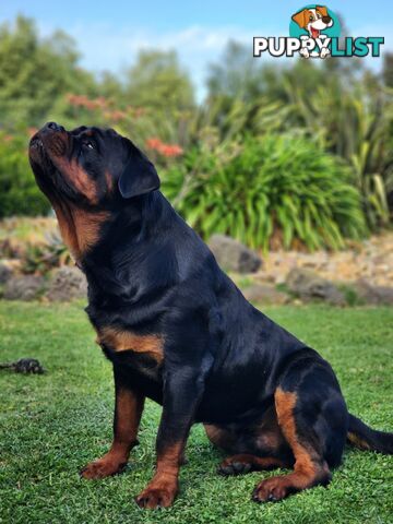 Pedigree Rottweiler Stud Service