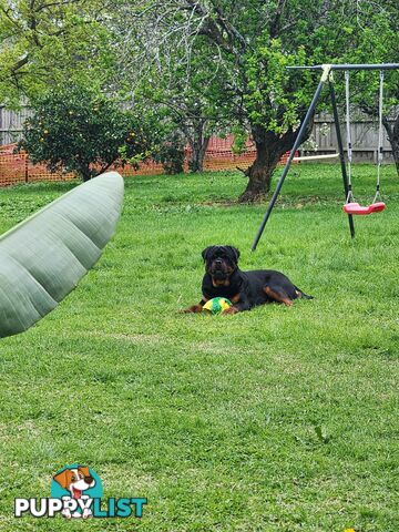 Pedigree Rottweiler Stud Service