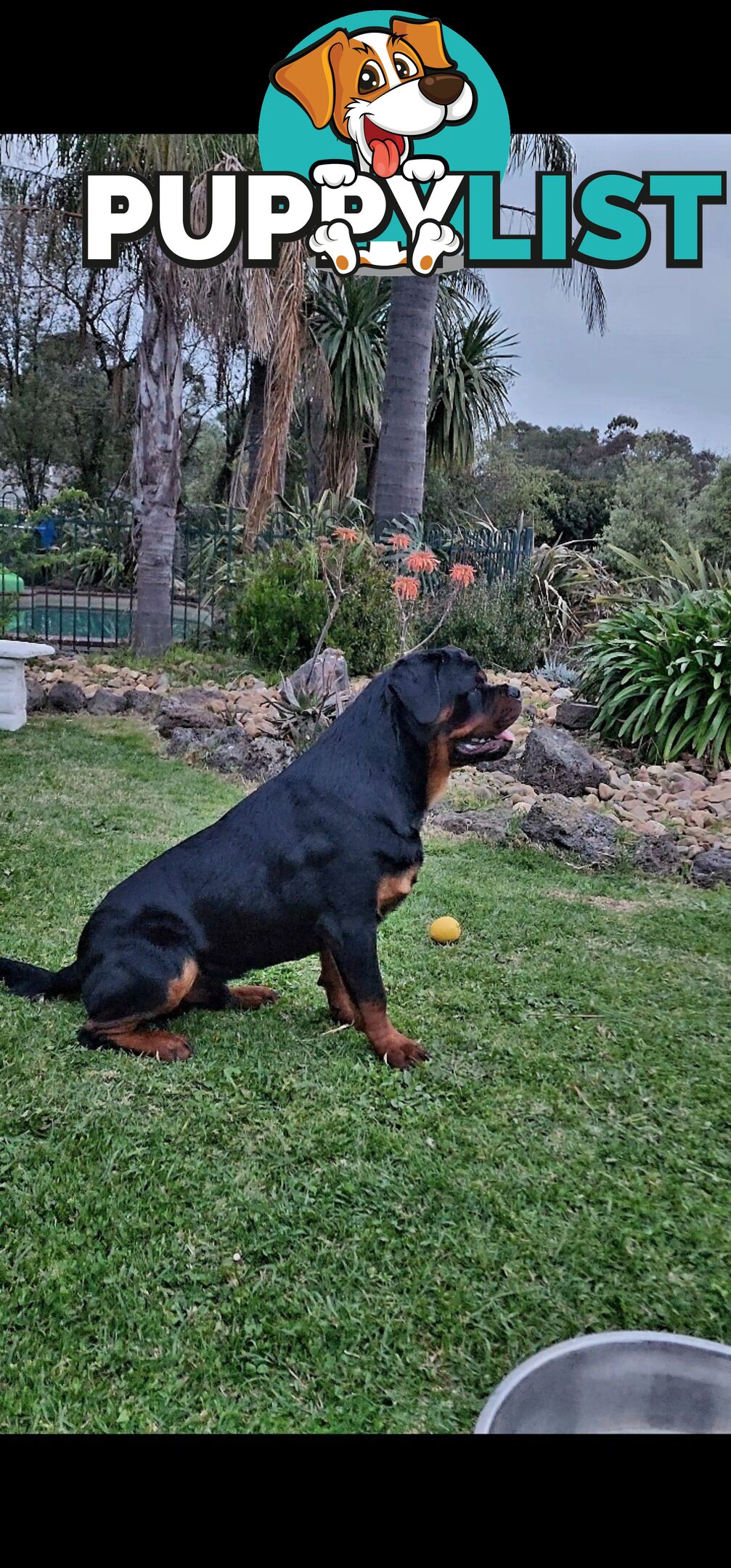 Pedigree Rottweiler Stud Service